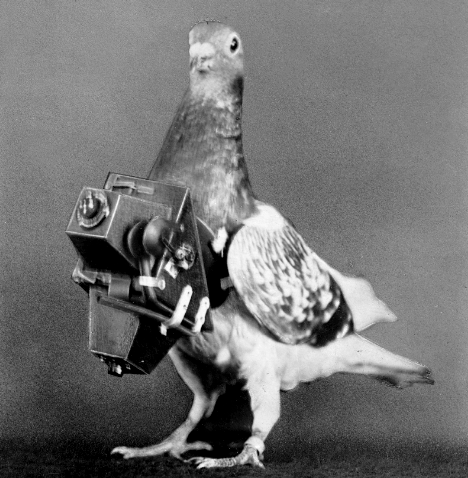Бойцы невидимого фронта: как голубей использовали в качестве связистов и фотошпионов