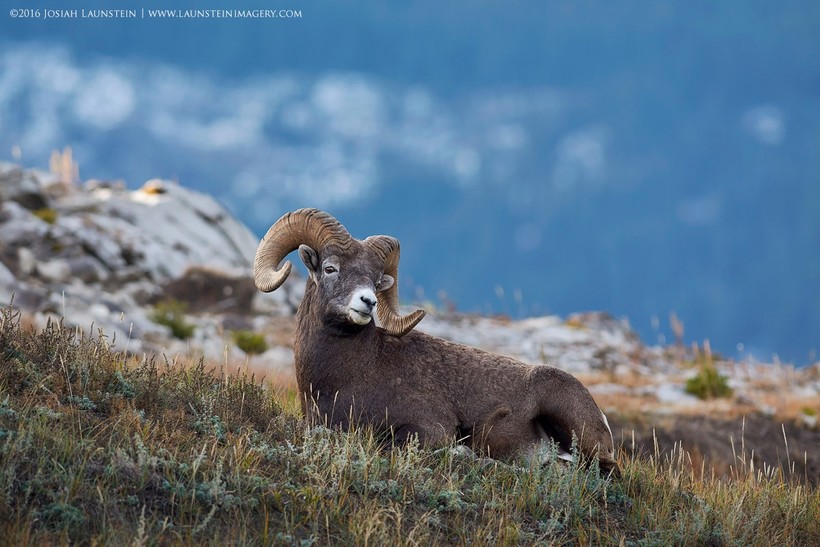 13-летний фотограф выиграл престижный канадский конкурс фотографии дикой природы