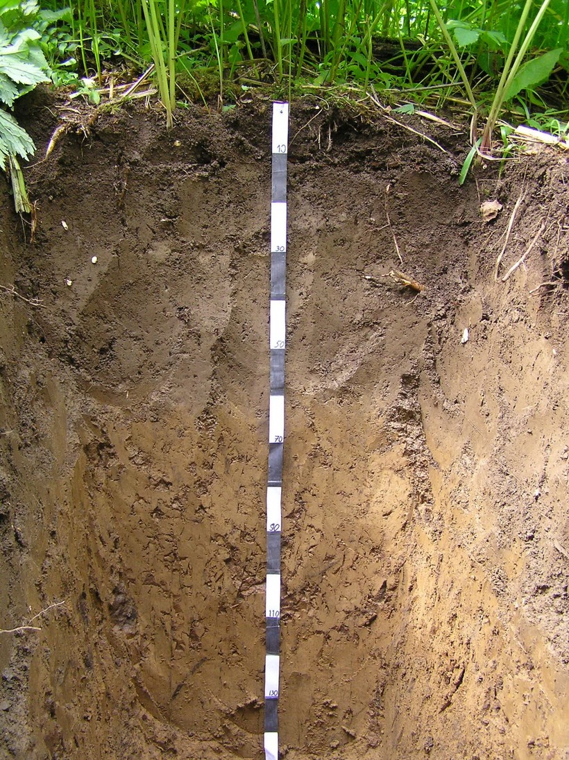 Какие почвы преобладают в вашей местности и почему?