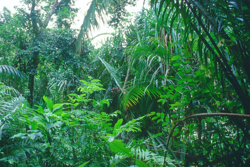 Где растут тропические леса?