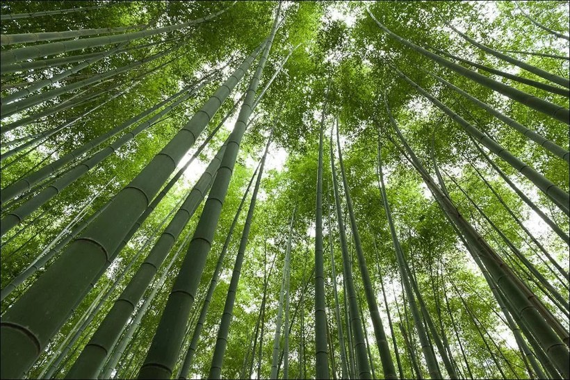 Как быстро растет бамбук?