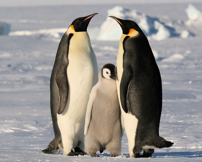 Какие представители животного мира обитают в Антарктиде?