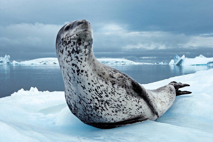 Какие представители животного мира обитают в Антарктиде?