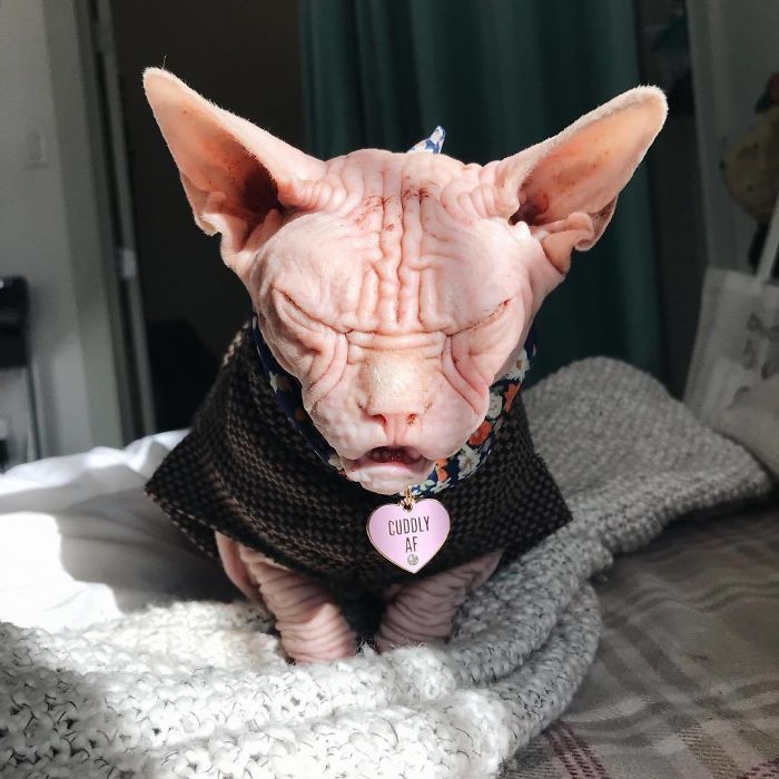 Страшные коты