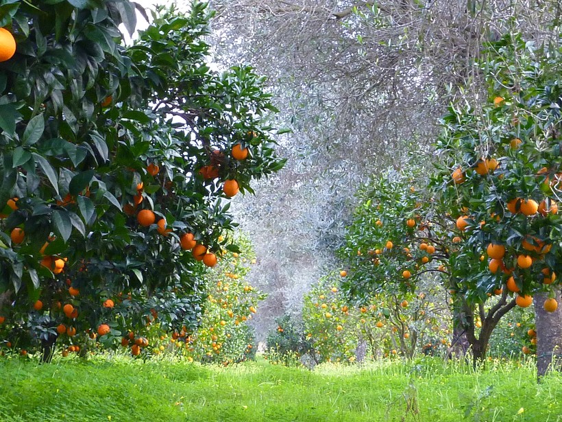 Как растет апельсин, дерево апельсина