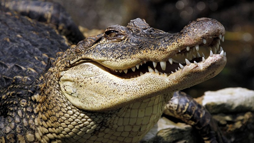 Вовсе не синонимы: чем аллигаторы отличаются от крокодилов