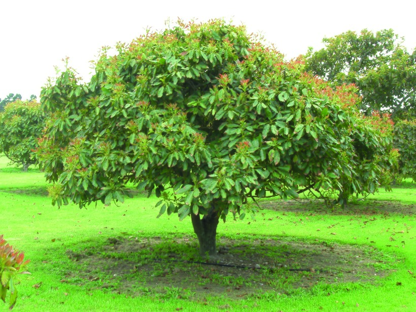 Как растет авокадо: дерево авокадо, цветы, плоды