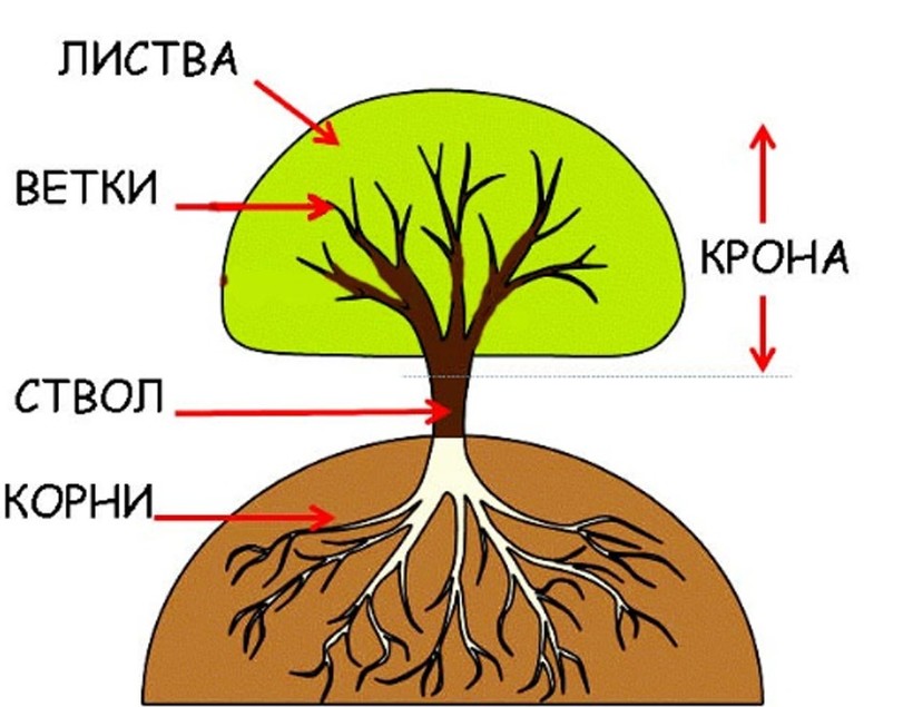 Структура дерева