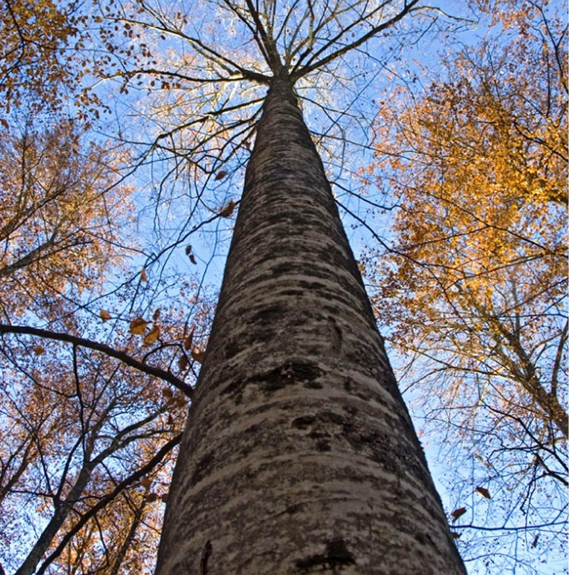 Какое самое высокое дерево в мире