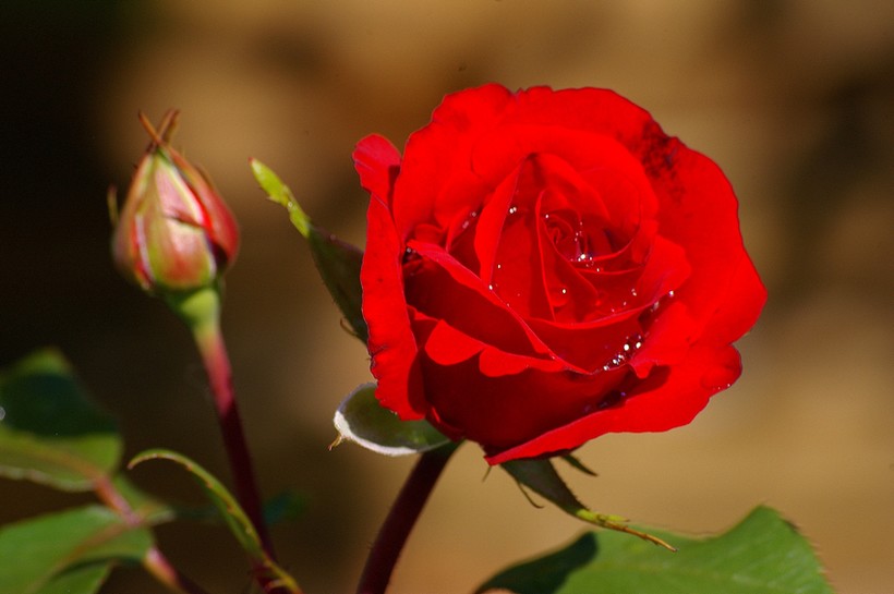 Роза — самая красивая из цветов