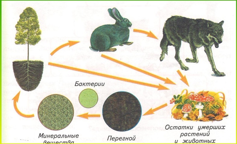 Как ответить на вопросы учебника к теме "Великий круговорот жизни"3 класс?