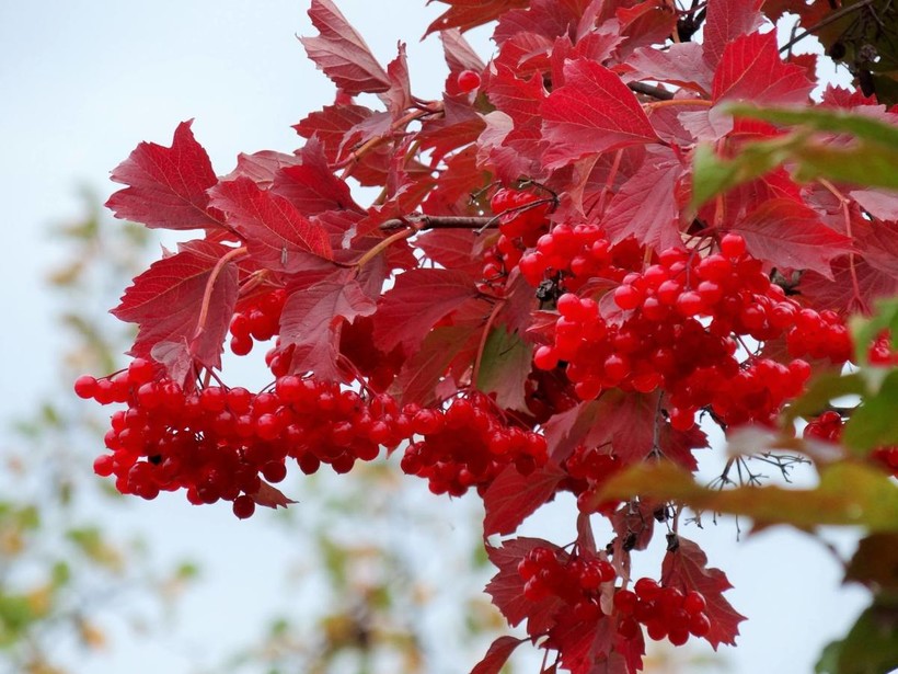 Калина Красная Листья Фото