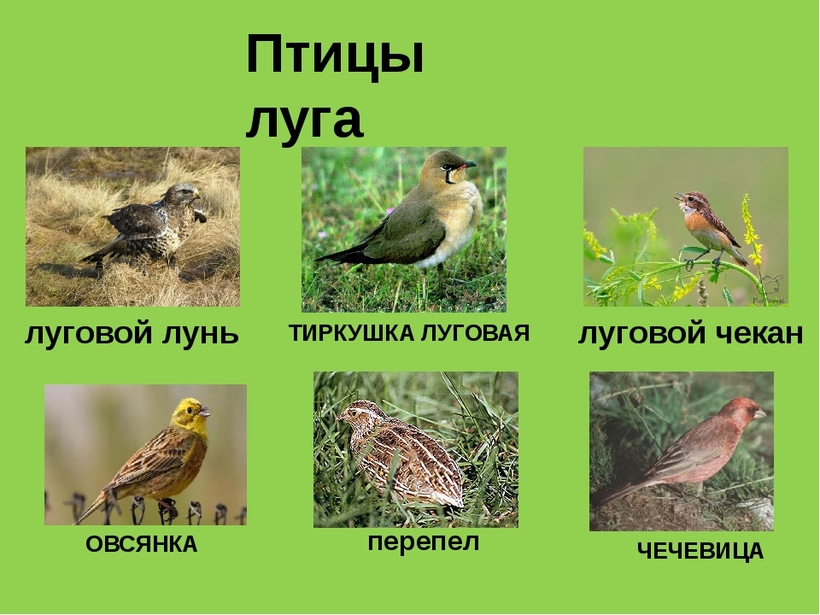 Луговые и полевые птицы