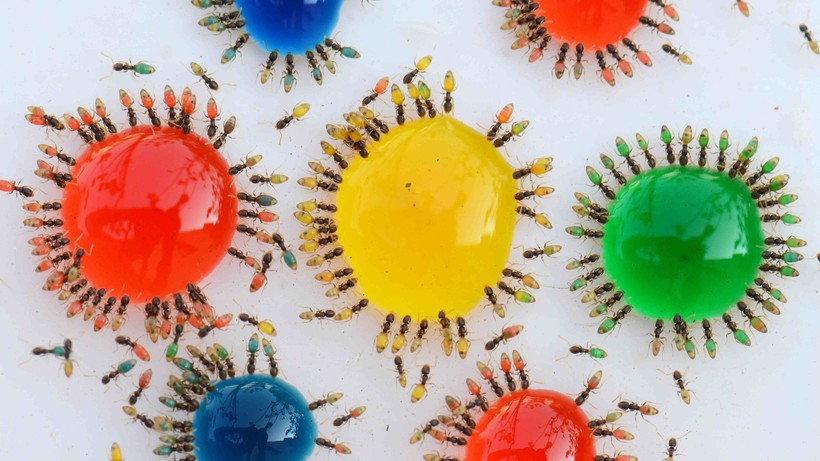 Брюшко муравья окрашивается в цвет капли сиропа 