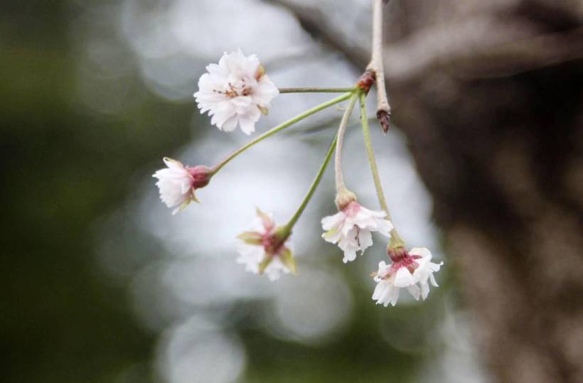 Blossom into. Blossom into