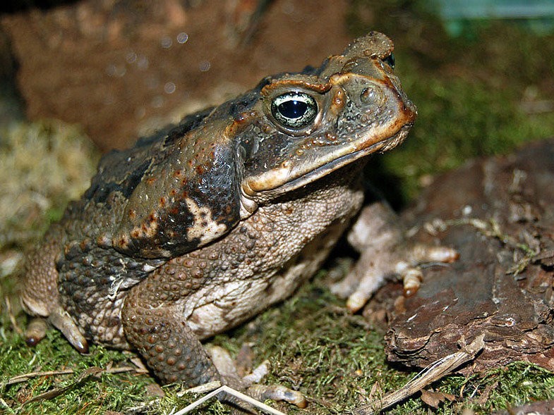 Смертоносная жаба-ага: почему ее обожают австралийские собаки