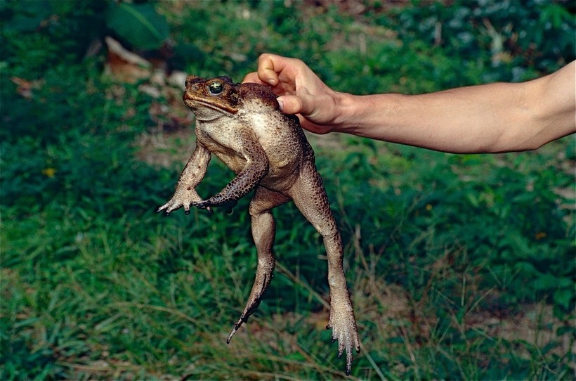 Смертоносная жаба-ага: почему ее обожают австралийские собаки