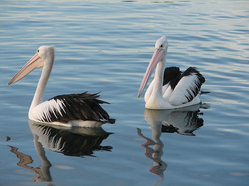 Птицы, живущие на озере, выглядят вполне довольными