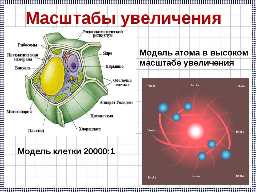 Размеры клеток 3 примера. Размеры клеток 3 примера