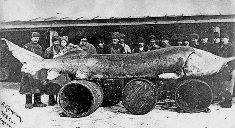 4 метра в длину: куда исчезла белуга — самая большая речная рыба на планете 