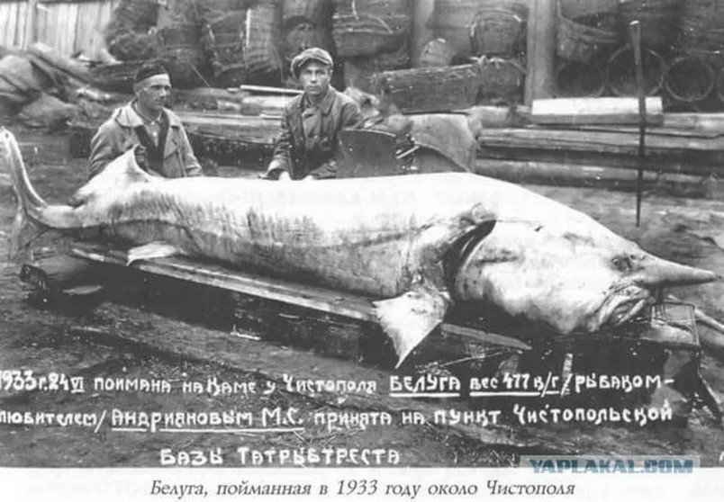 4 метра в длину: куда исчезла белуга — самая большая речная рыба на планете 