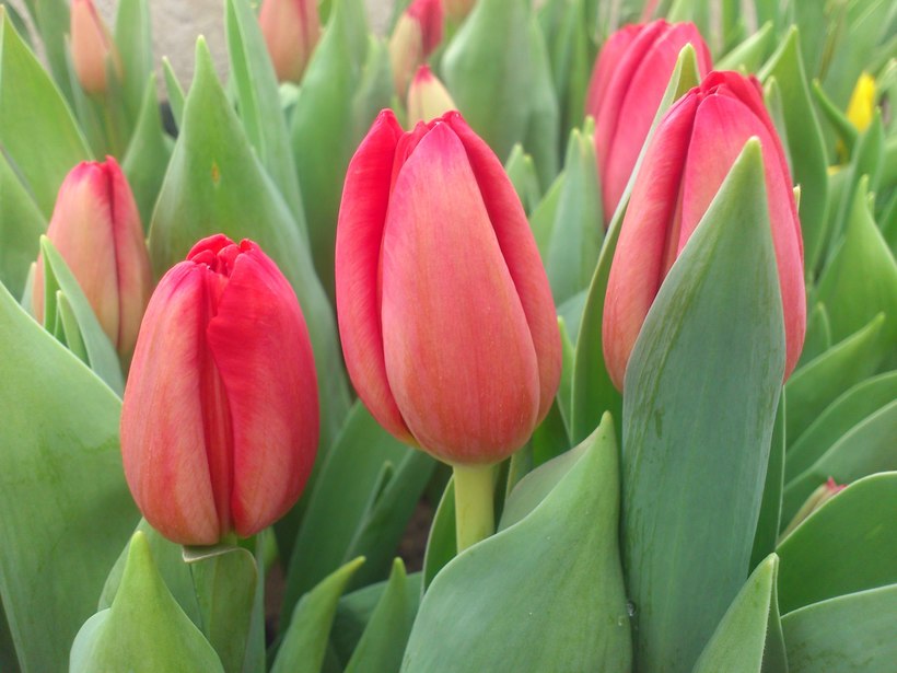 Прекрасные весенние тюльпаны