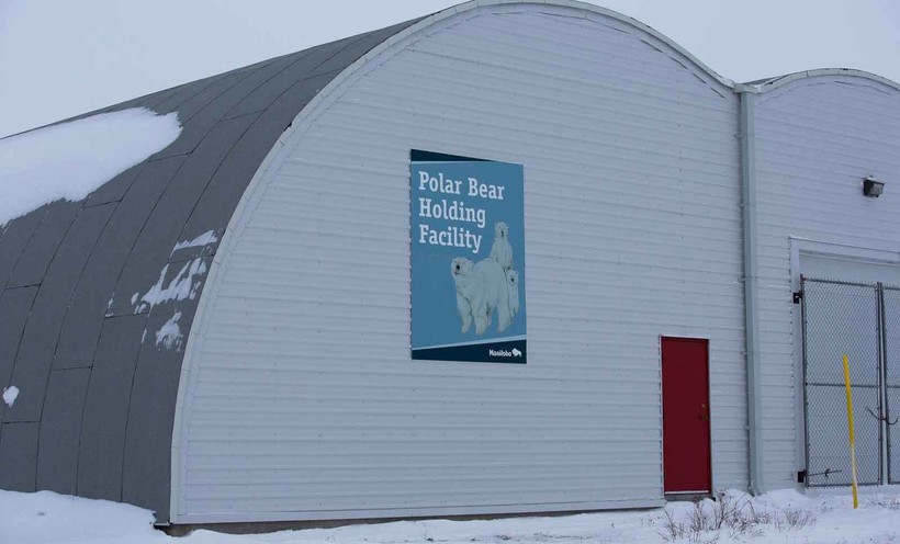 Черчилл: суровый канадский город, где существует тюрьма для белых медведей