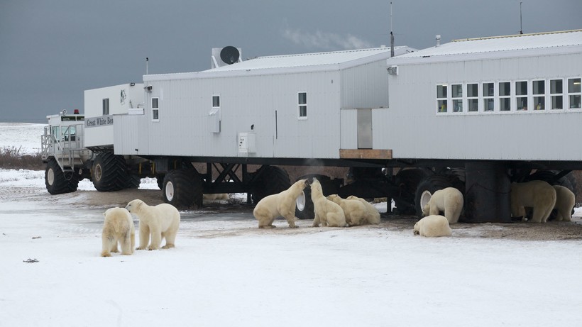 Черчилл: суровый канадский город, где существует тюрьма для белых медведей