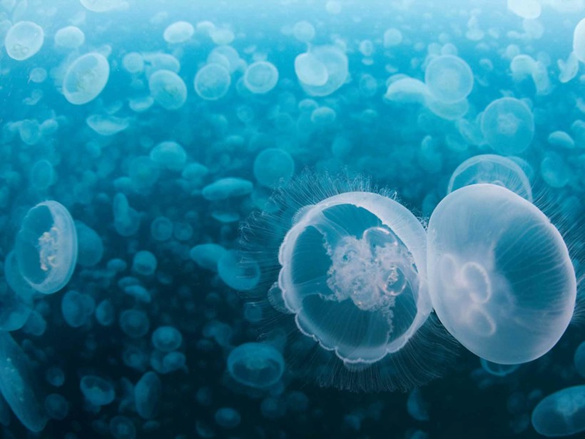 Почему медузы атакуют АЭС Швеции и Японии