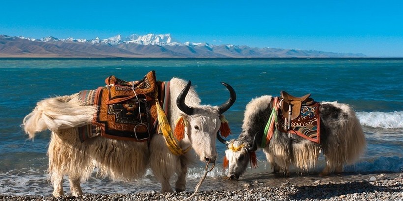 Домашние яки в Тибете