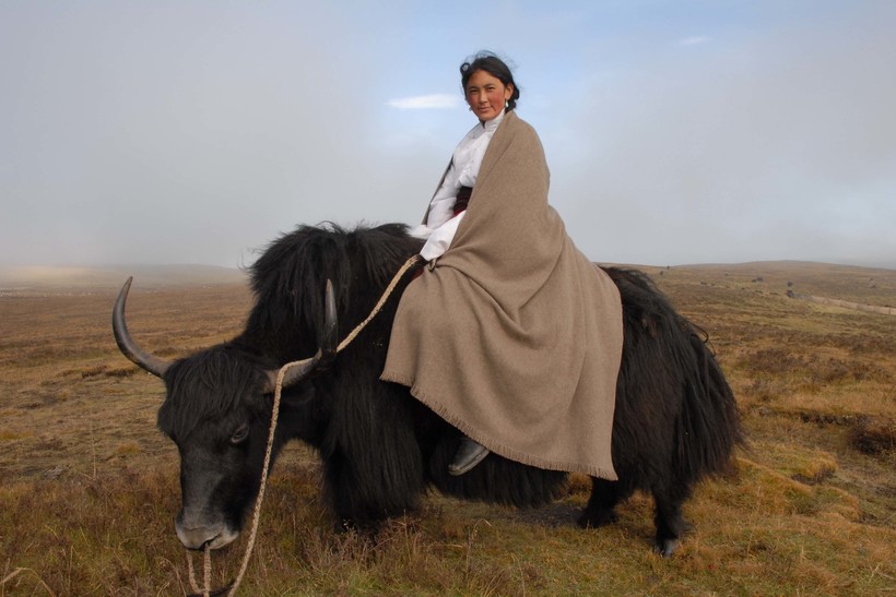 Тибетская девушка верхом на яке