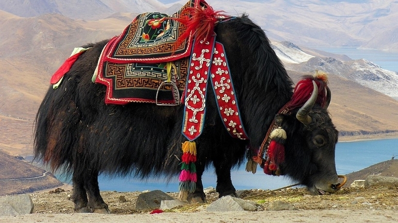 Тибетцы с большим почтением относятся к своим якам: на больших праздниках и в местах, посещаемых туристами, можно встретить вот таких нарядных быков