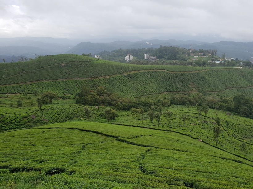 Чайные холмы в Муннаре, Керала