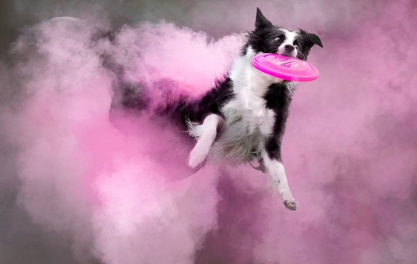 Фотограф посыпала собак цветным порошком, и результат на фото превзошел ожидания