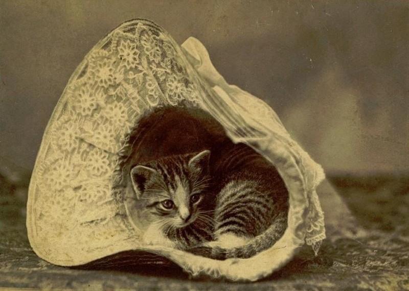 Винтажные фотографии котиков, влюбляющих в себя с первого взгляда