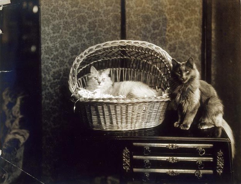 Винтажные фотографии котиков, влюбляющих в себя с первого взгляда