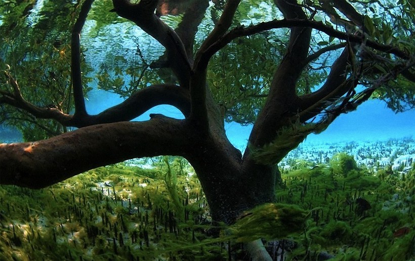Мангровое дерево под водой