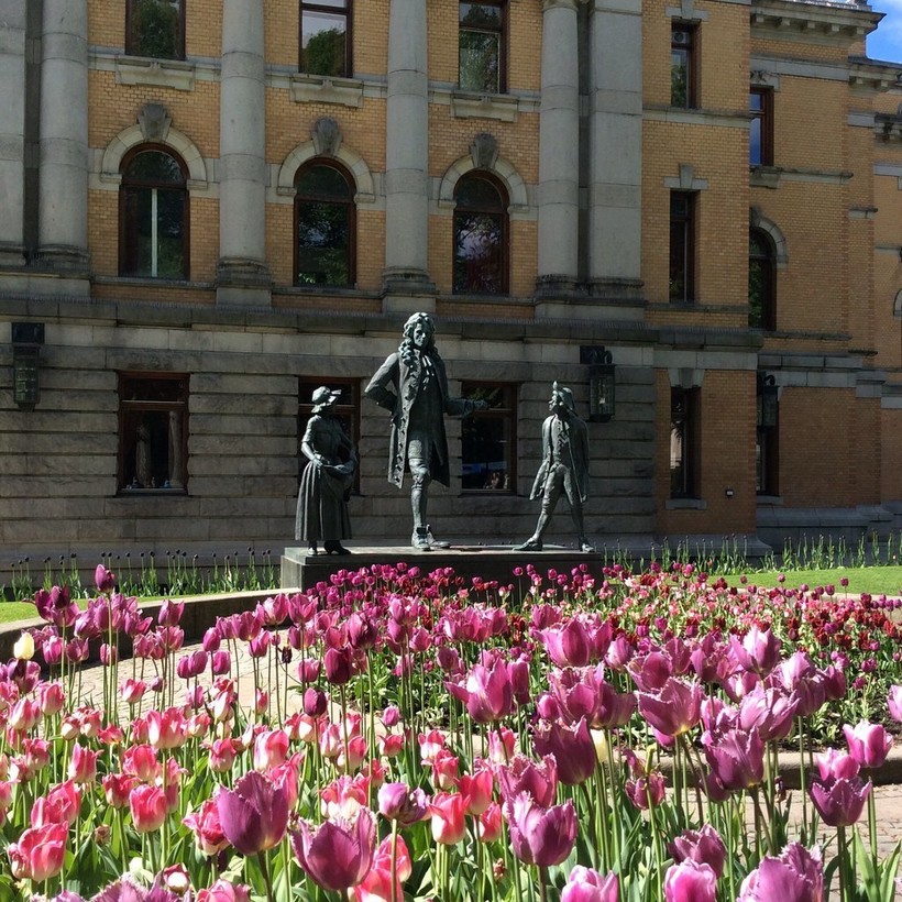 Майские тюльпаны в Осло