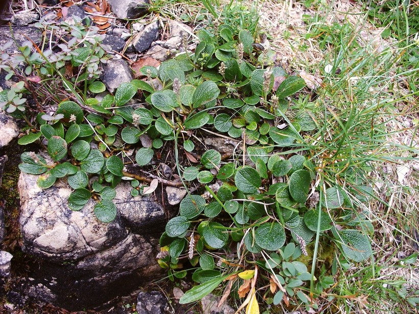 Карликовая (травянистая) ива - самое маленькое дерево в мире: описание и  фото