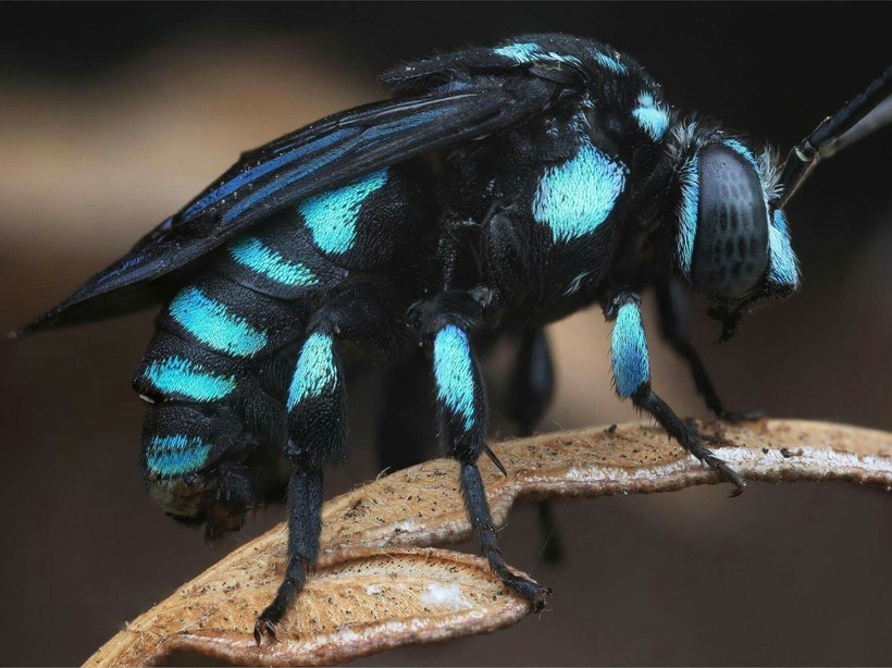 Неоновая пчела-кукушка — один из видов-паразитов