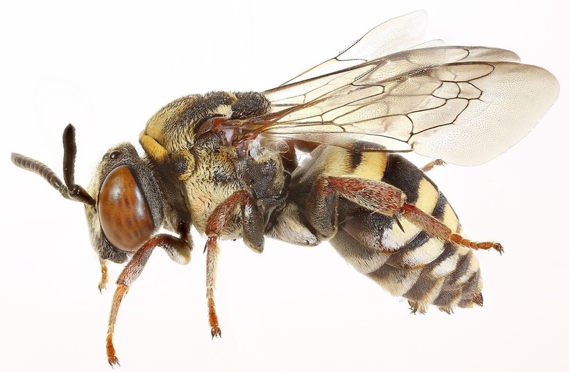 На лапках пчел-паразитов никогда нет комочков пыльцы — они просто не способны ее собирать