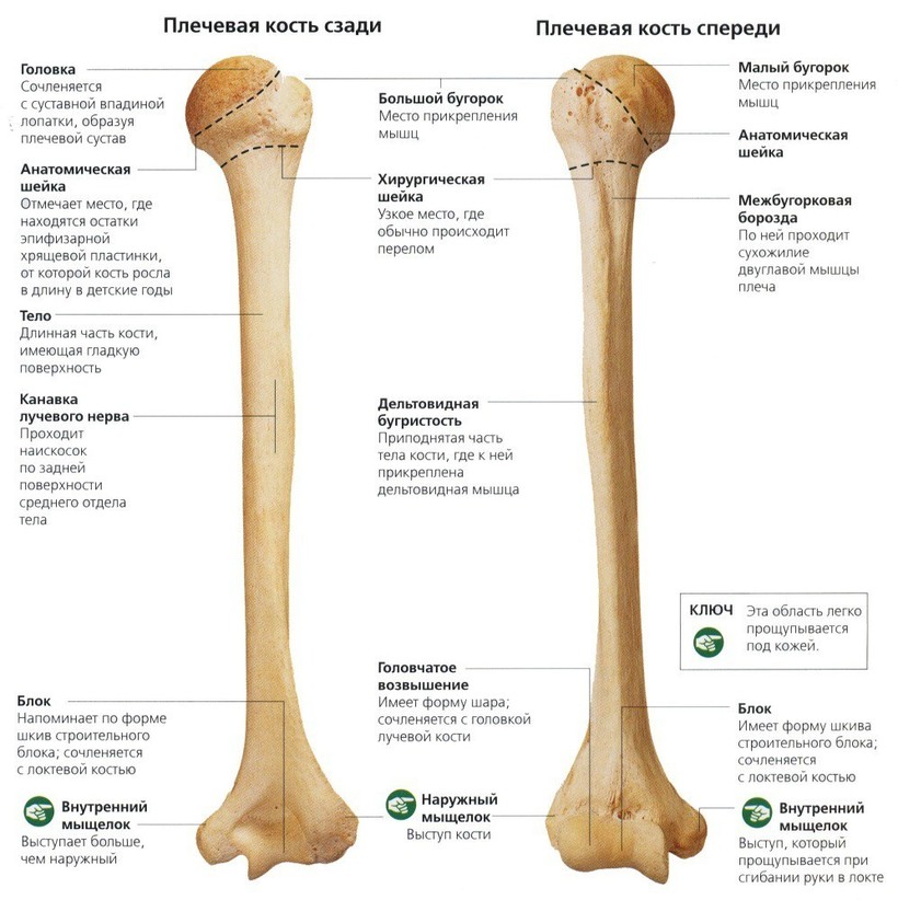 Бедро (бедренная кость) - самая длинная кость в скелете человека: описание  и фото