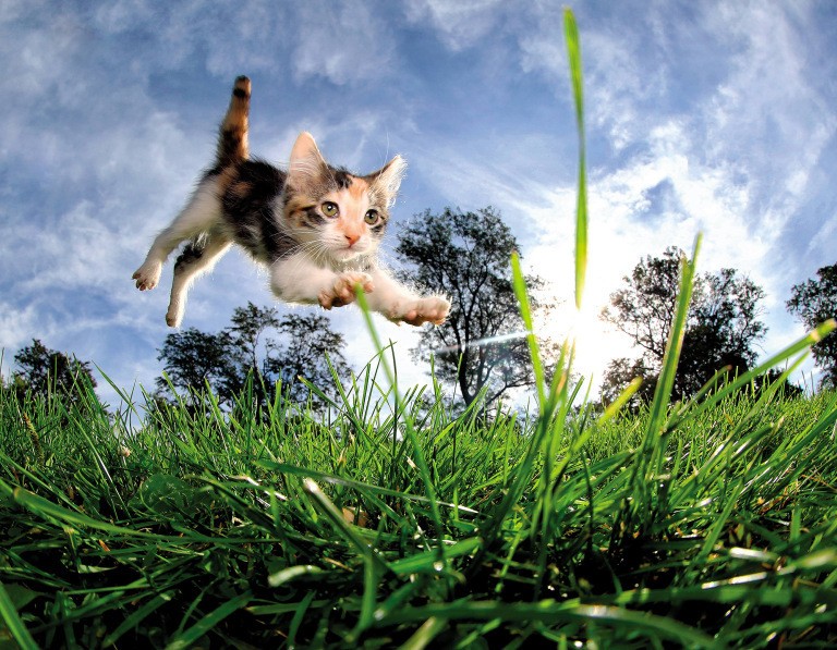 15 милейших нападений: фотограф снимает котят в прыжке