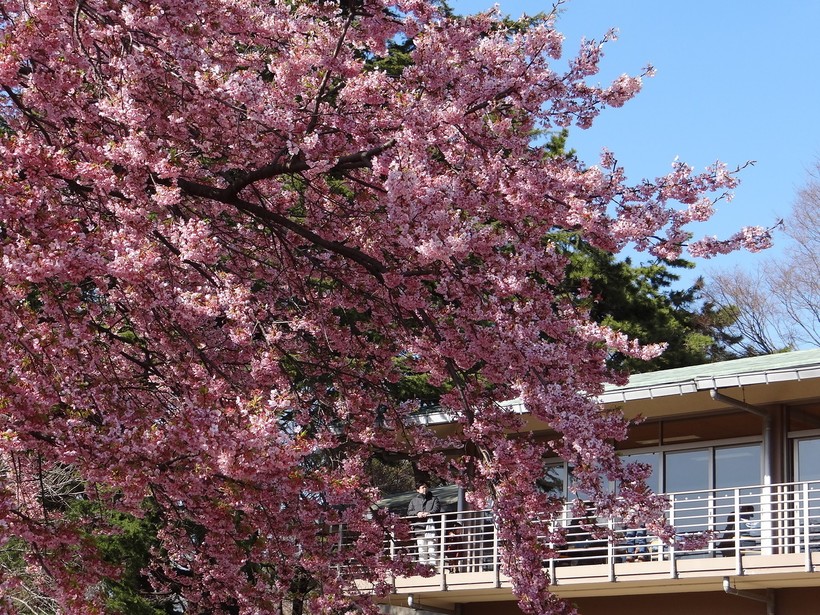 Цветение сакуры в марте
