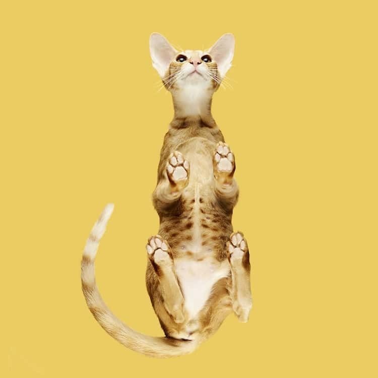 Вид снизу: фотограф делает восхитительные фото кошек на стеклянной поверхности