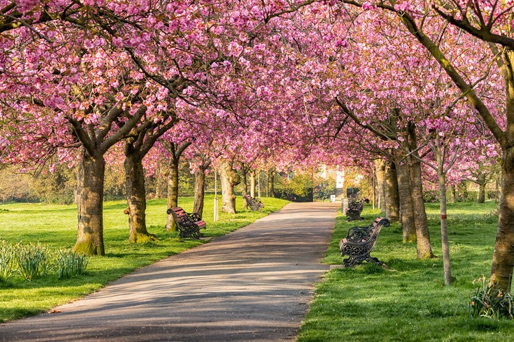 Цветение в Гринвичском парке