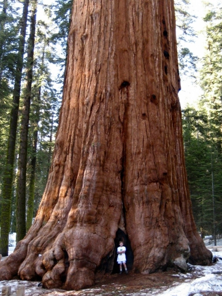 Самое большое дерево в мире - топ 10, рейтинг, фото
