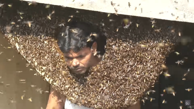 Пчеловод рой. Роевня ловушка для пчел. Пчеловод рой. Пчеловод рой. Человек пчела.