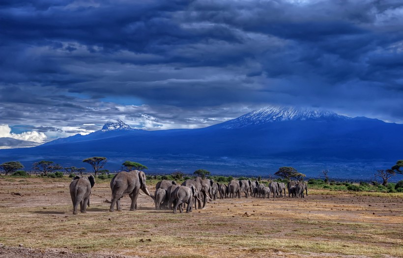 Слоны вблизи Килиманджаро