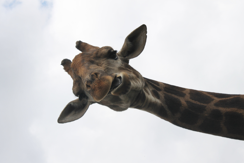 Купить Билет В Сафари Парк Краснодар